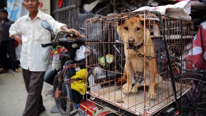 In China werden pro Jahr rund 20 Millionen Hunde und Katzen geschlachtet. (Foto: © dpa)