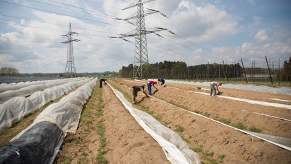 Einige Spargelstecher bei der Arbeit auf dem Feld