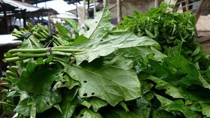 Blätter der afrikanischen Garten-Aubergine.