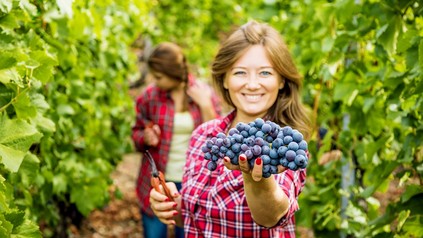 Eine Winzerin bei der Weinlese