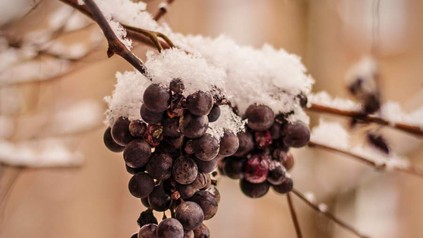 Weinreben auf denen Schnee liegt