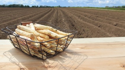 Ein Korb Spargel vor einem abgeernteten Feld