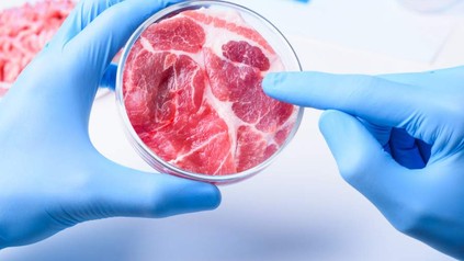 Behandschute Hände untersuchen ein Stück Fleisch