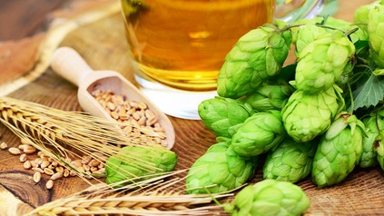 Hopfen und Malz vor einem Bierglas