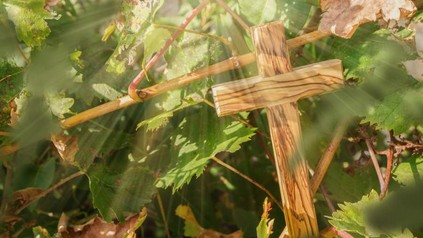 Ein Friedhofskreuz steht zwischen Weinreben