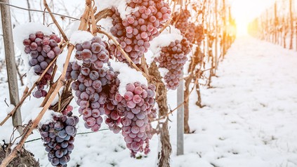 Weinreben im Schnee