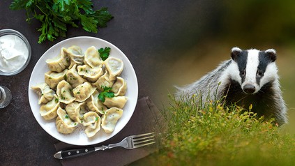 EIne Bildmontage von einem Teller Ravioli und einem Dachs