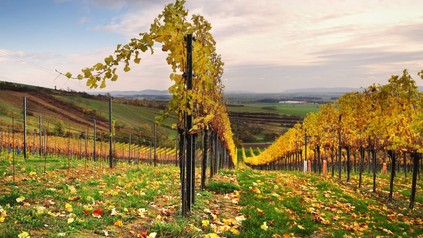 Weingarten nach der Ernte